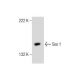 Sos 1 Antibody (E-6) - Western Blotting - Image 159894