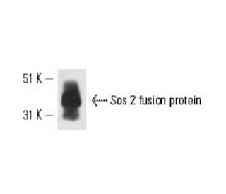 Sos 2 Antibody (A-8) - Western Blotting - Image 13647