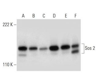 Sos 2 Antibody (B-6) - Western Blotting - Image 297055 