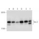 Sos 2 Antibody (B-6) - Western Blotting - Image 297055 