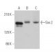 Sos 2 Antibody (B-6) - Western Blotting - Image 363603 