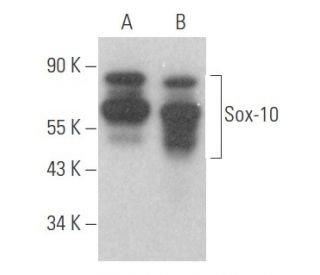 Sox10 Antibody (G-11) - Western Blotting - Image 354086 