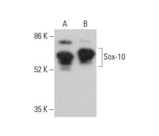 Sox10 Antibody (H-2) - Western Blotting - Image 352002 
