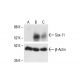 Sox-11 Antibody (B-11) - Western Blotting - Image 412046