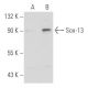 Sox-13 Antibody (C-16) - Western Blotting - Image 38744