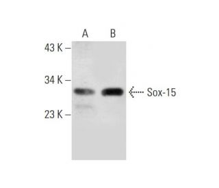 Sox-15 Antibody (C-7) - Western Blotting - Image 130147 