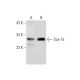 Sox-15 Antibody (C-7) - Western Blotting - Image 130147 