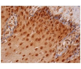Sox-15 Antibody (D-8) - Immunohistochemistry - Image 284836 