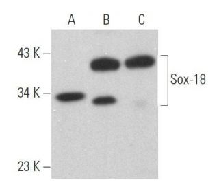 Sox-18 Antibody (E-11) - Western Blotting - Image 358938 