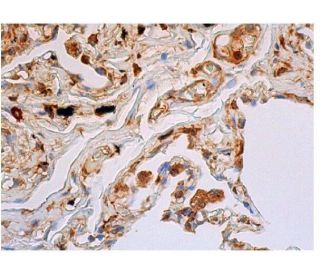 Sox2 Antibody (D-9) - Immunohistochemistry - Image 348742 