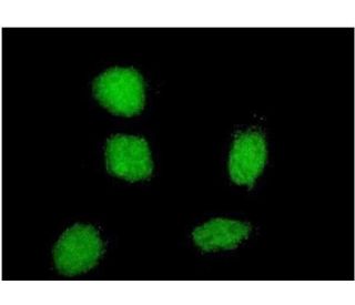 Sox-21 Antibody (2G10) - Immunofluorescence - Image 351767 
