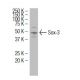 Sox-3 Antibody (16-C2) - Western Blotting - Image 34517