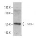 Sox-3 Antibody (16-C2) - Western Blotting - Image 384074 