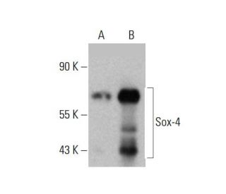 Sox-4 Antibody (B-7) - Western Blotting - Image 385677 
