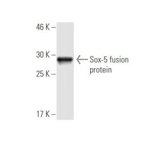 Sox-5 Antibody (4H8) - Western Blotting - Image 348851 