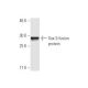 Sox-5 Antibody (4H8) - Western Blotting - Image 348851 
