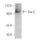 Sox-5 Antibody (4H8) - Western Blotting - Image 366689