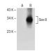 Sox-8 Antibody (A-12) - Western Blotting - Image 150639 