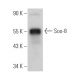 Sox-8 Antibody (A-12) - Western Blotting - Image 366081