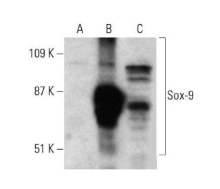 Sox9 Antibody (E-9) - Western Blotting - Image 384304 