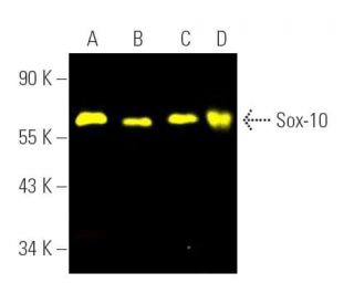 Sox10 Antibody (A-2) - Western Blotting - Image 391493