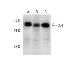 Sp1 Antibody (E-3) - Western Blotting - Image 318371 