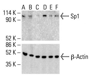 Sp1 Antibody (E-3) - Western Blotting - Image 412415 