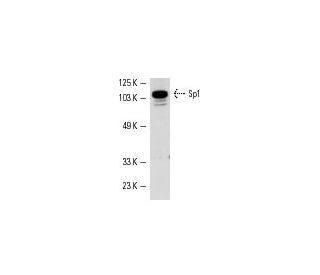 Sp1 Antibody (E-3) - Western Blotting - Image 860
