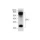 SP17 Antibody (A-12) - Western Blotting - Image 139444