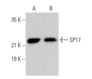 SP17 Antibody (A-12) - Western Blotting - Image 359172 