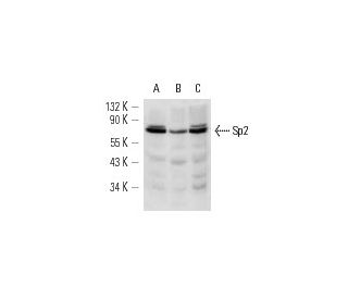 Sp2 Antibody (G-7) - Western Blotting - Image 12893