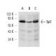 Sp2 Antibody (G-7) - Western Blotting - Image 12893