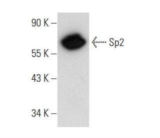 Sp2 Antibody (H-9) - Western Blotting - Image 83968 