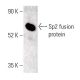 Sp2 Antibody (H-9) - Western Blotting - Image 400391
