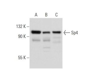 Sp4 Antibody (B-1) - Western Blotting - Image 297437 
