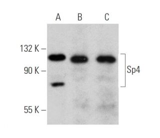 Sp4 Antibody (H-10) - Western Blotting - Image 360053 