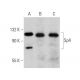 Sp4 Antibody (H-10) - Western Blotting - Image 360053 