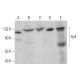 Sp4 Antibody (H-10) - Western Blotting - Image 379163 