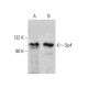 Sp4 Antibody (H-10) - Western Blotting - Image 386853