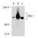 SPA-1 Antibody (3) - Western Blotting - Image 109073 