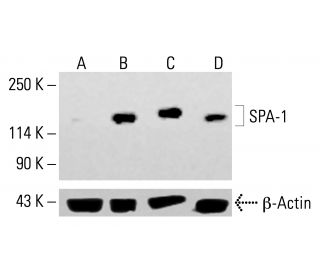SPA-1 Antibody (E-6) - Western Blotting - Image 413830 