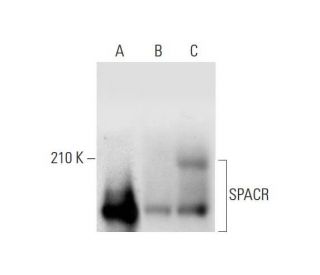 SPACR Antibody (A-2) - Western Blotting - Image 323818 