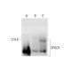 SPACR Antibody (A-2) - Western Blotting - Image 323818 