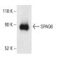 SPAG6 Antibody (H-4) - Western Blotting - Image 404063 