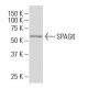 SPAG6 Antibody (XX-2) - Western Blotting - Image 34257