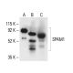 SPAM1 Antibody (D-9) - Western Blotting - Image 411130 