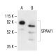 SPAM1 Antibody (D-9) - Western Blotting - Image 411131 