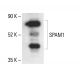 SPAM1 Antibody (D-9) - Western Blotting - Image 411852