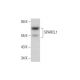 SPARCL1 Antibody (F-8) - Western Blotting - Image 318357