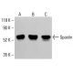 Spastin Antibody (Sp 6C6) - Western Blotting - Image 413376